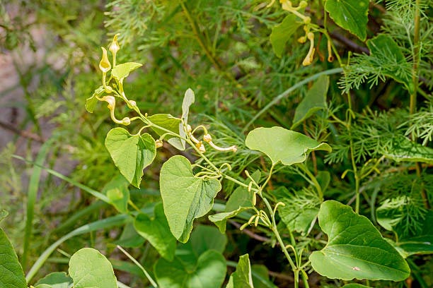 Aristolochia Clematitis
