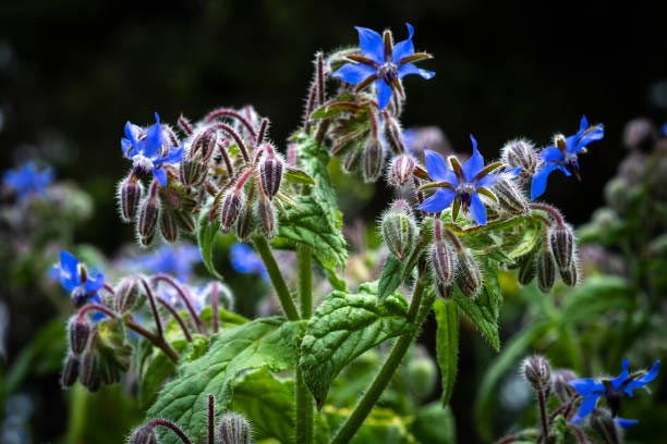 Borage