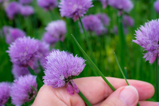 Chive Flowers