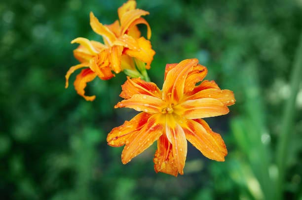 Day-lilies