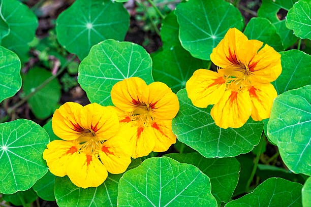 Nasturtiums