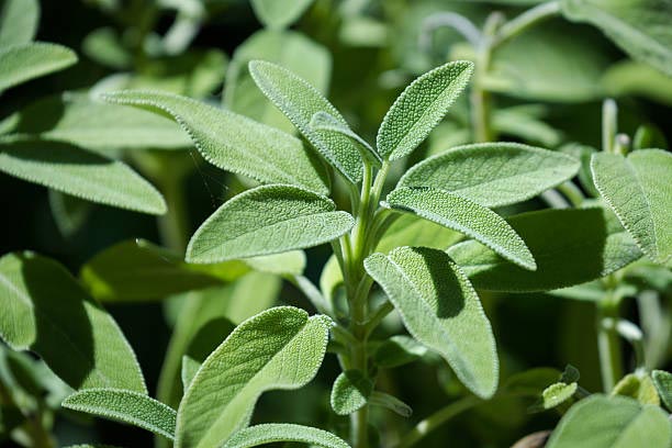 Salvia officinalis